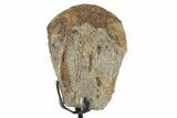 Fossil Hadrosaur Metatarsal Section w/ Metal Stand - South Dakota #350621-1